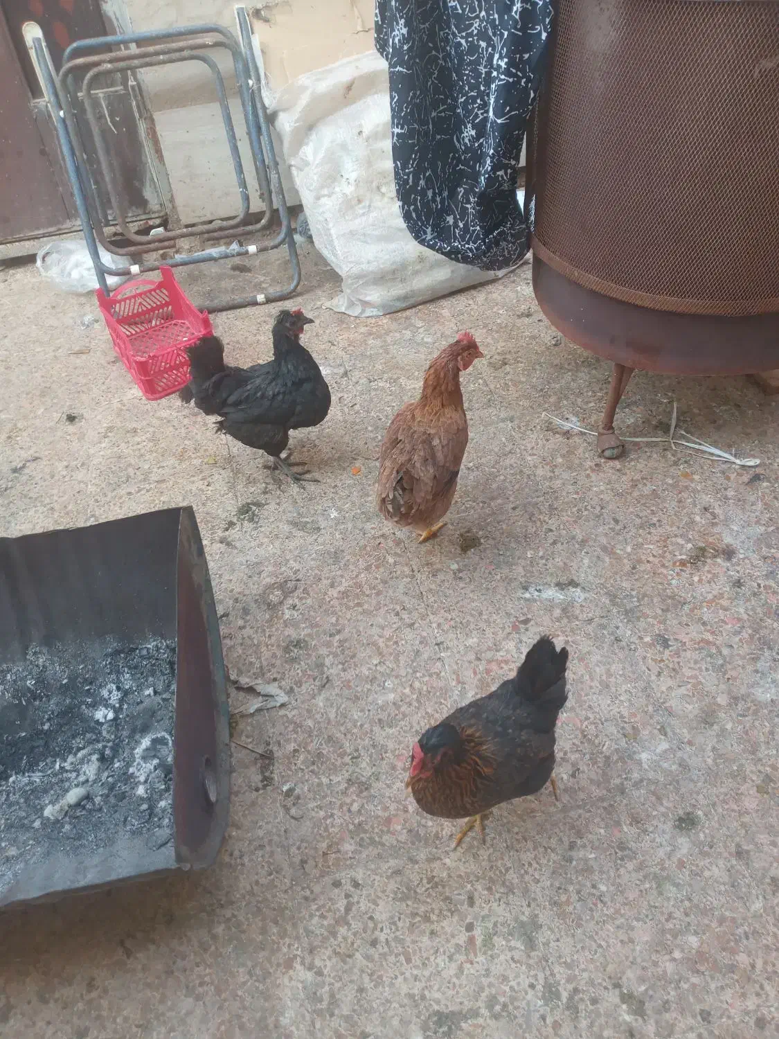 مرغ و خروس محلی|حیوانات مزرعه|خرمشهر, |دیوار