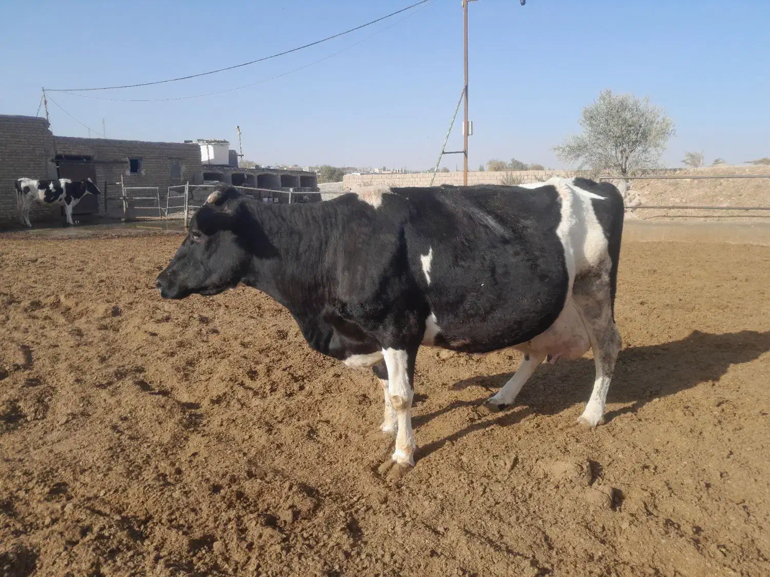 گاو ابستن|حیوانات مزرعه|باخزر, |دیوار