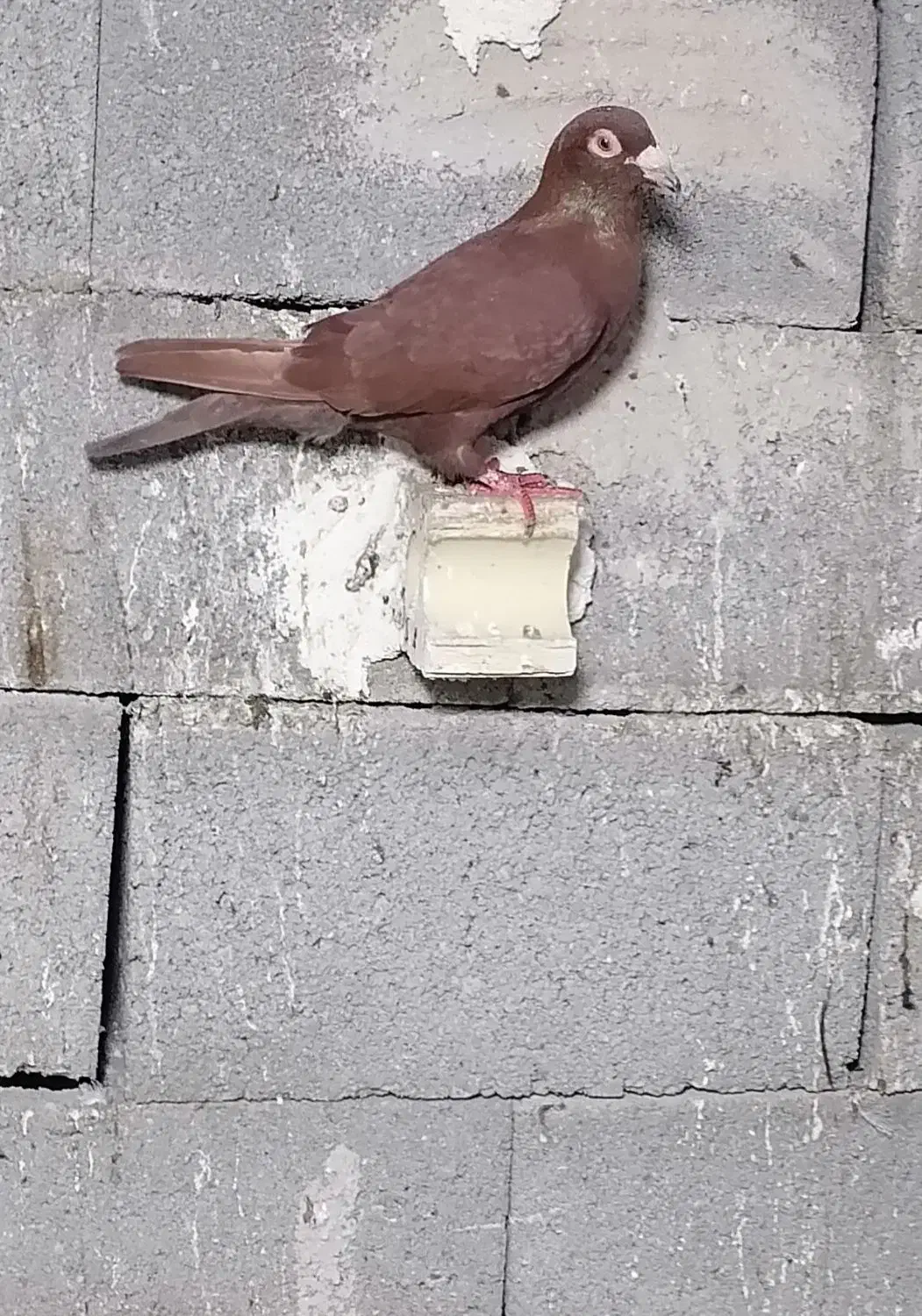 کبوتر|پرنده|داراب, |دیوار