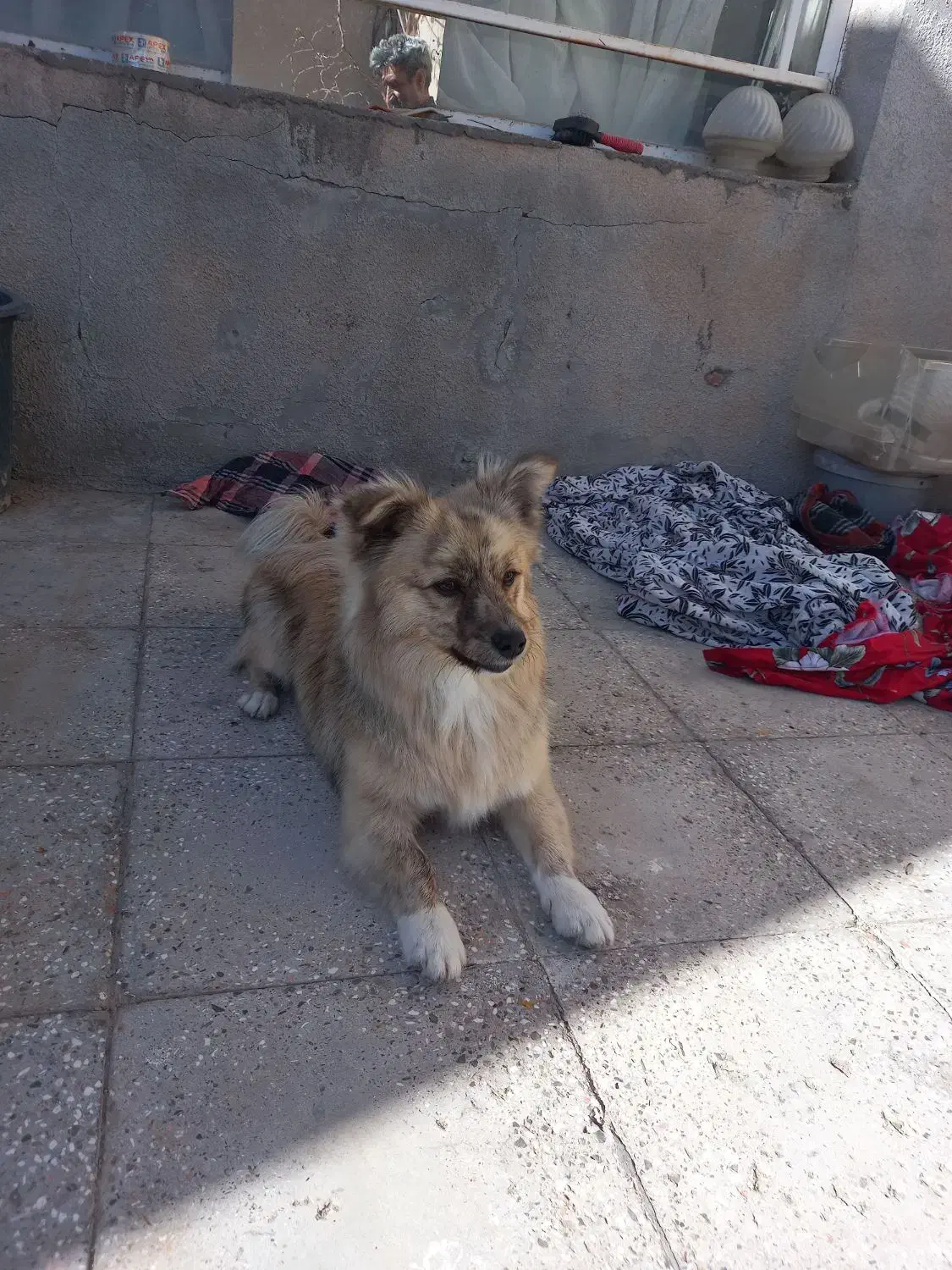 گم شده|سگ|فردوس (خراسان), |دیوار