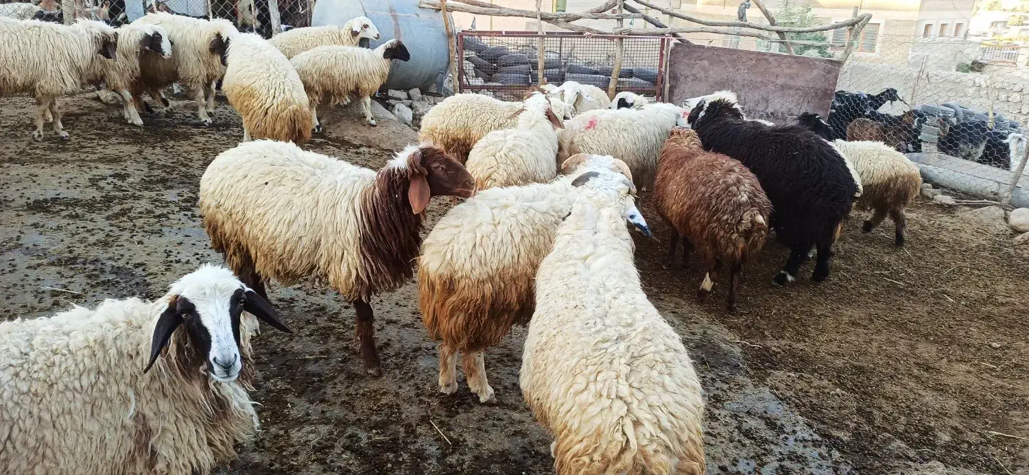 بره نرکیلویی360|حیوانات مزرعه|آبدانان, |دیوار