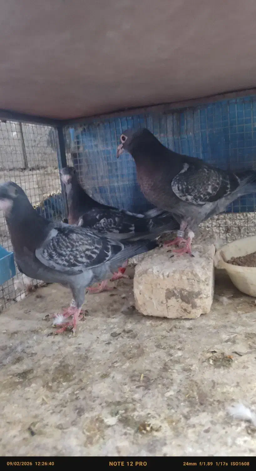 جوجه پلاکی زرهی|پرنده|خمینی‌شهر, |دیوار