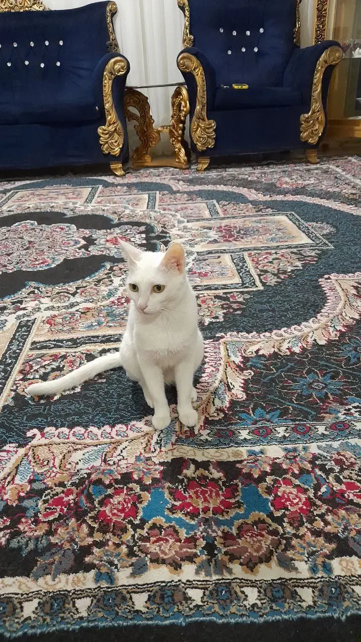 واگذاری رایگان به شرط عقیم سازی|گربه|گلبهار, شهر جدید گلبهار|دیوار