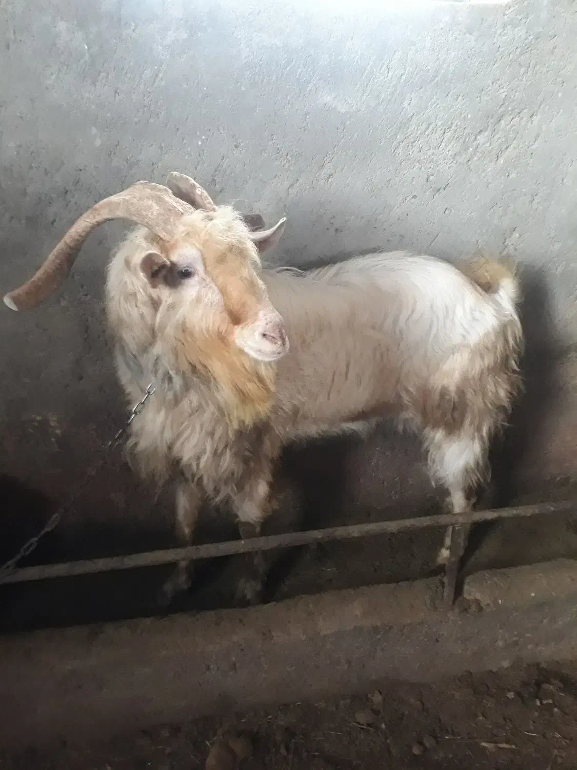 بز سانن|حیوانات مزرعه|سجاس رود, |دیوار