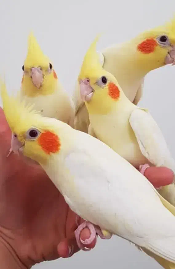 عروس هلندی لوتینو جوان 11ماه|پرنده|رودبار, |دیوار