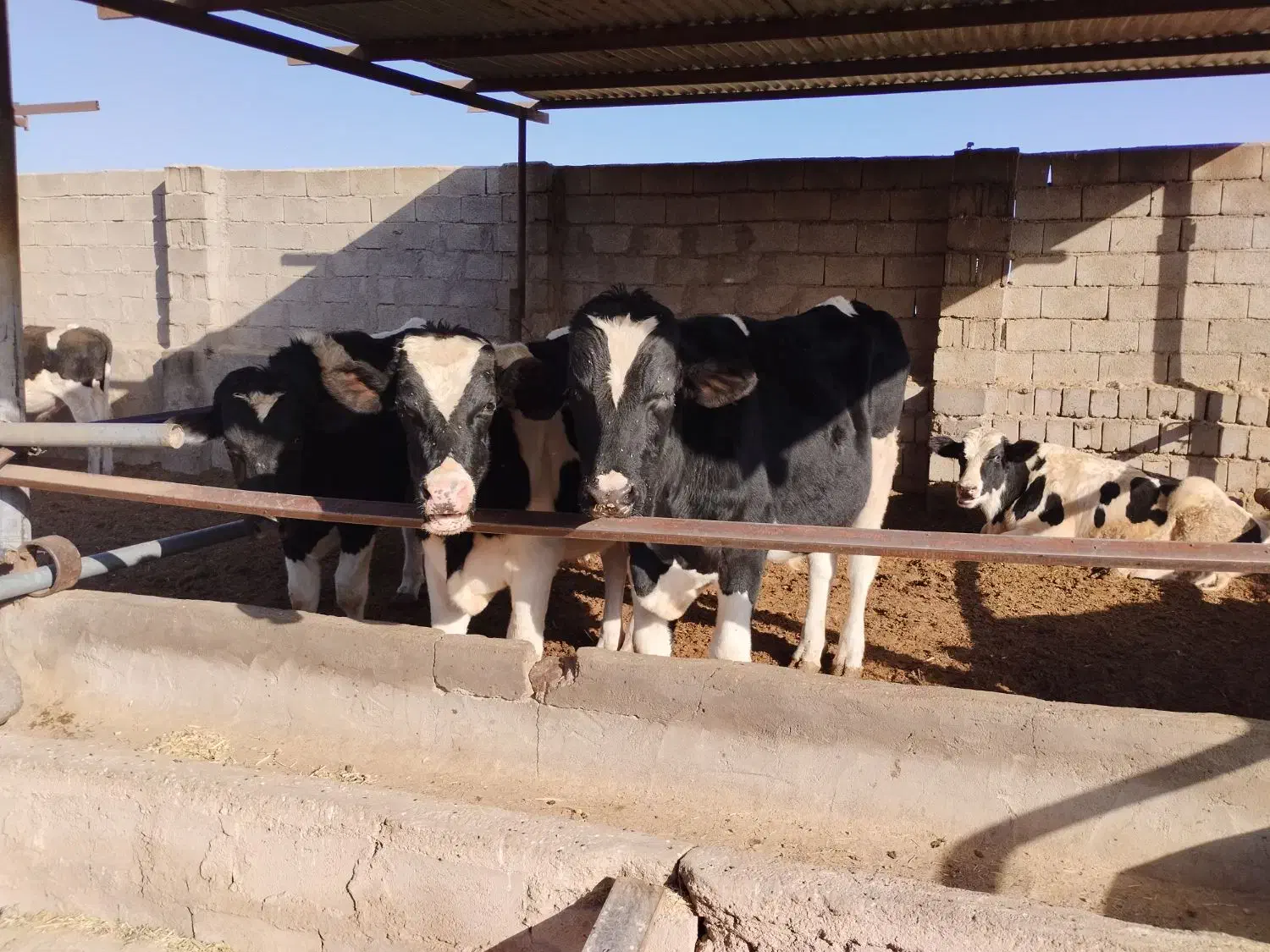 گوساله نر واکسن خارجی و ایرانی دو نوبت تزریق شده|حیوانات مزرعه|راین, |دیوار