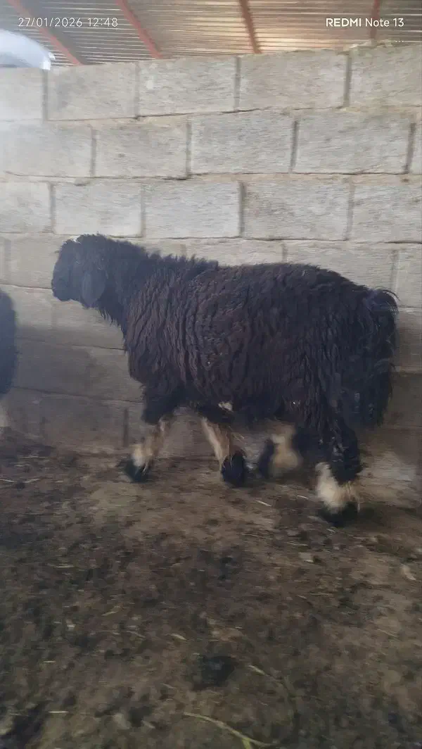 بره قوچ بذری|حیوانات مزرعه|مرودشت, ثبت احوال|دیوار