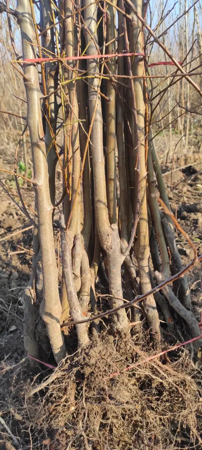 فروش انواع نهال درخت با ضمانت ارسال به تمام کشور|خدمات باغبانی و درختکاری|علیآباد کتول, |دیوار