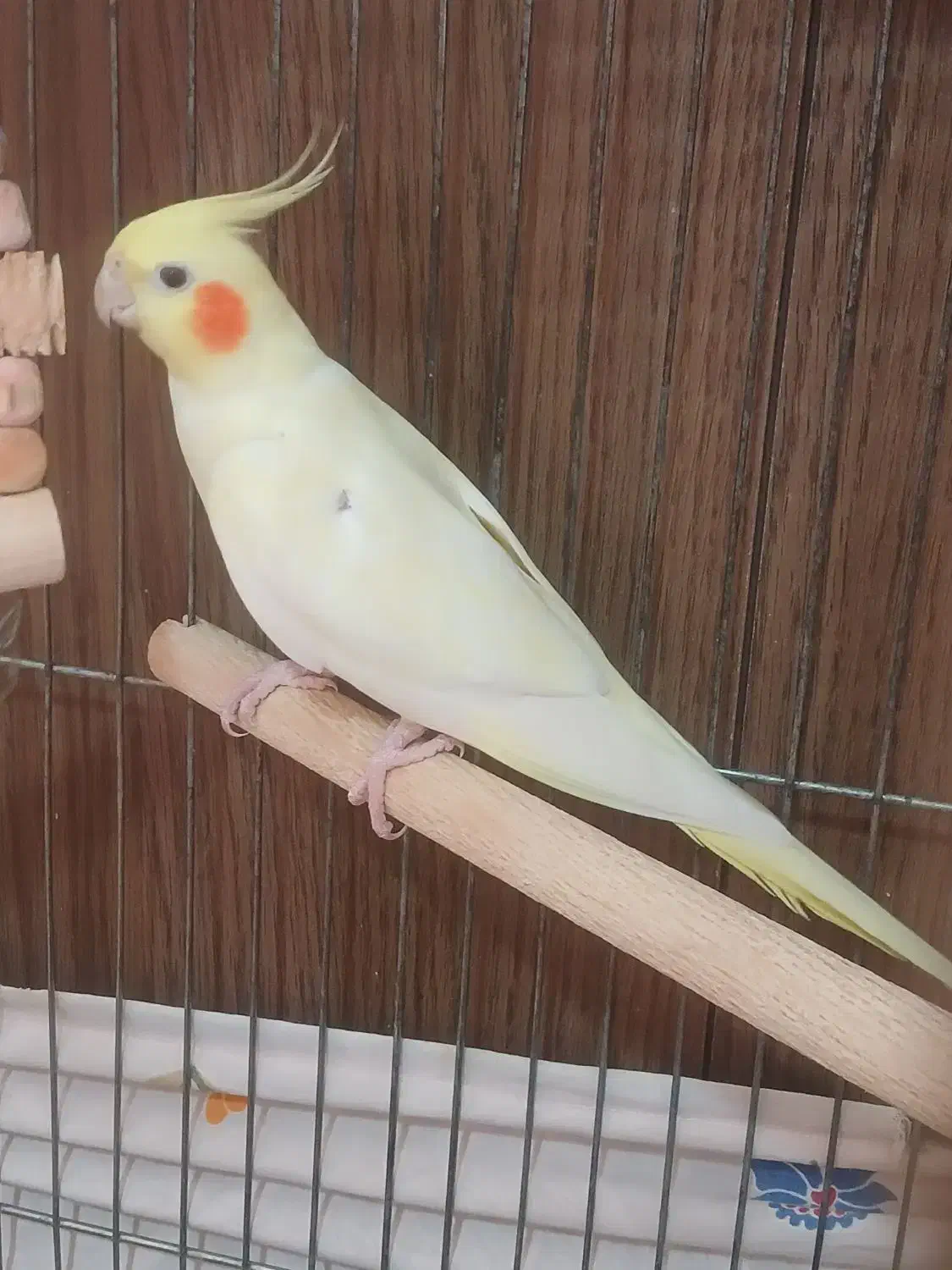 عروس هلندی|پرنده|قدس, شهر‌قدس|دیوار