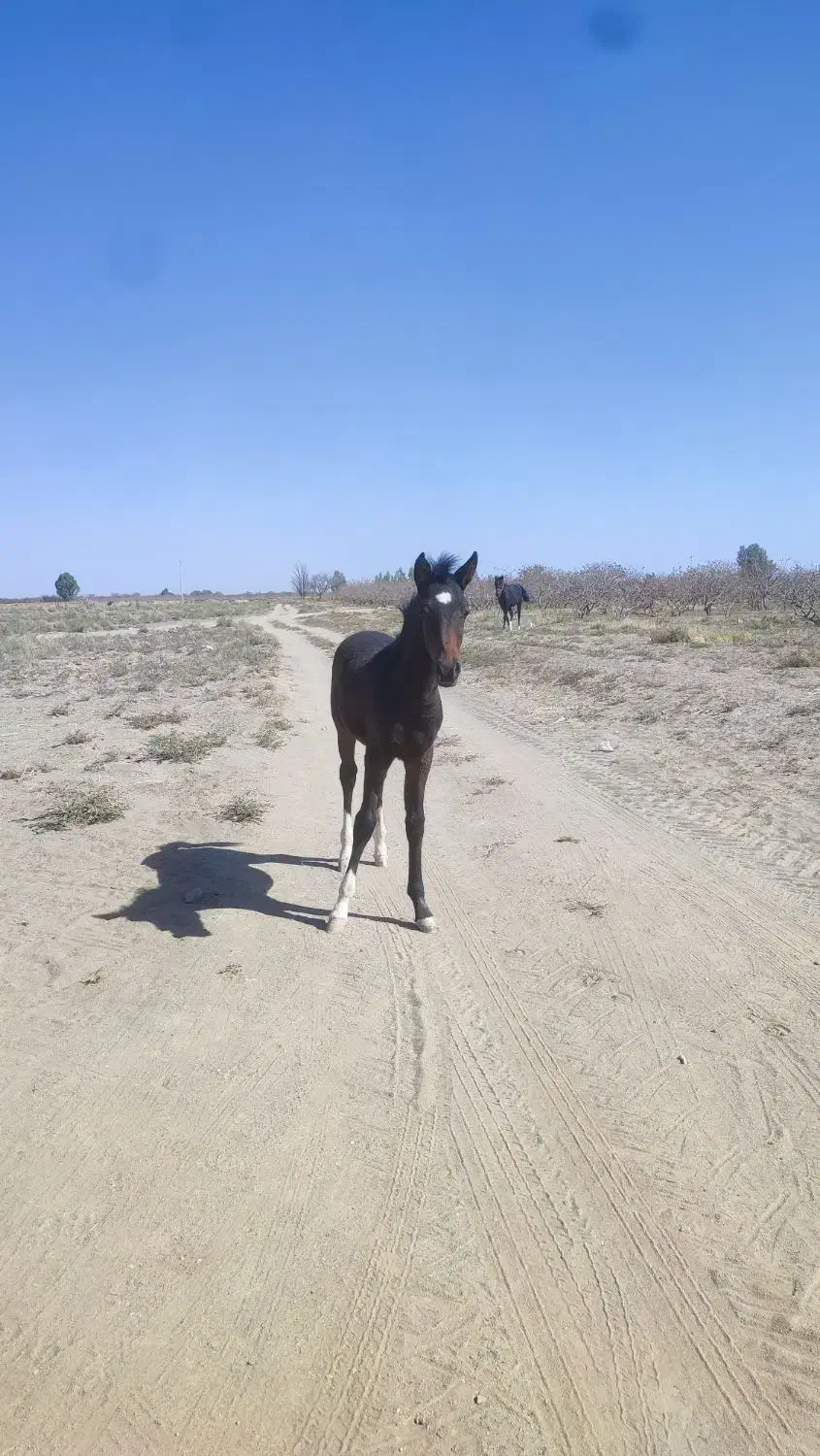 اسب نژاد دره شور شریف یه کره هم داره|اسب و تجهیزات اسبسواری|سیرجان, |دیوار