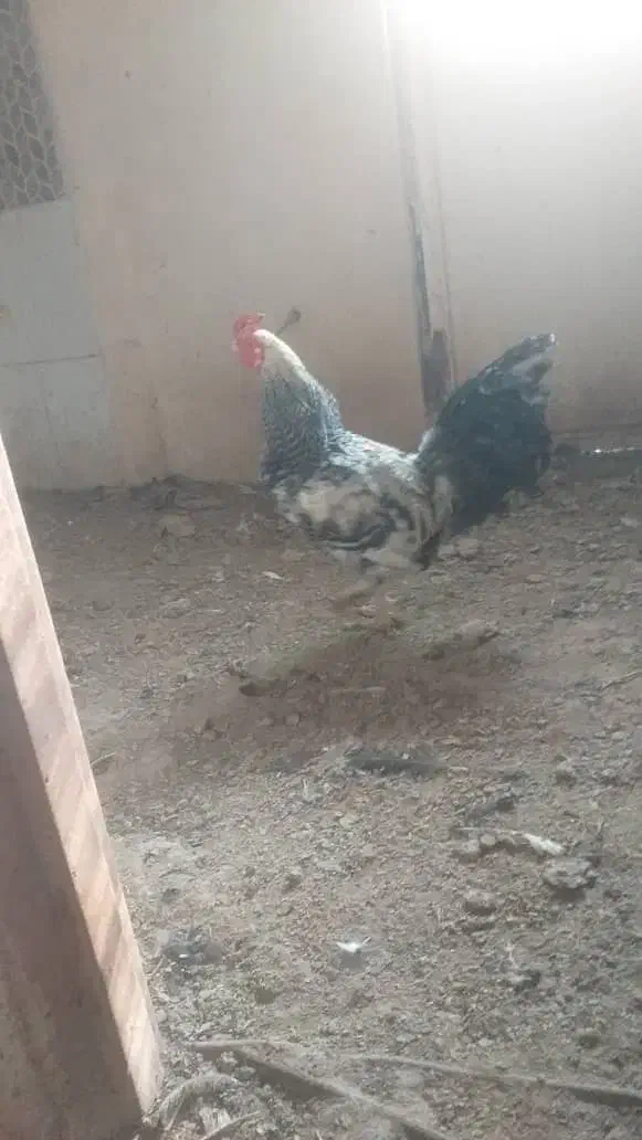 خروس|حیوانات مزرعه|تهران, نیروی هوایی (پیروزی)|دیوار