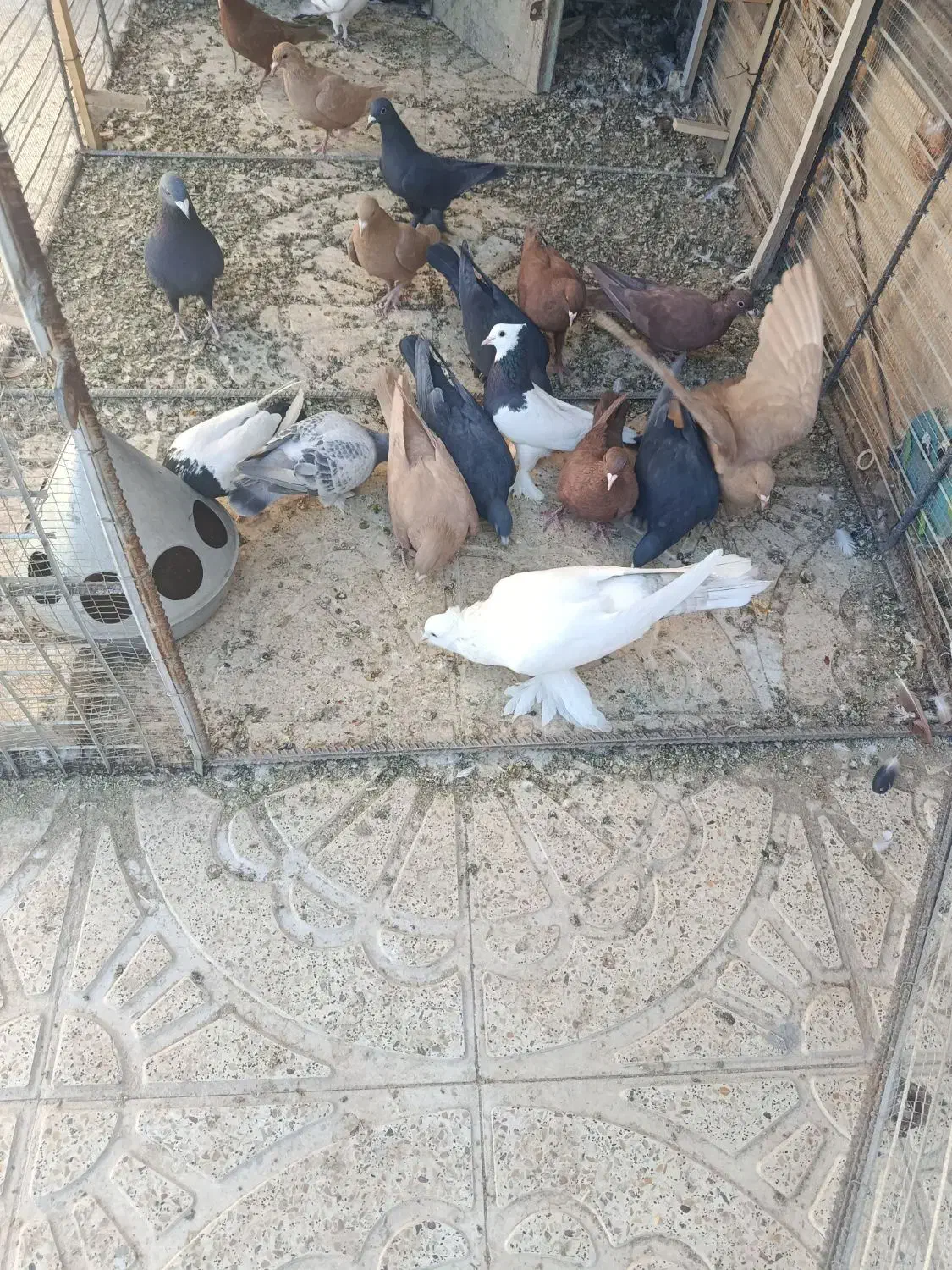 کبوتر|پرنده|ماهان, |دیوار