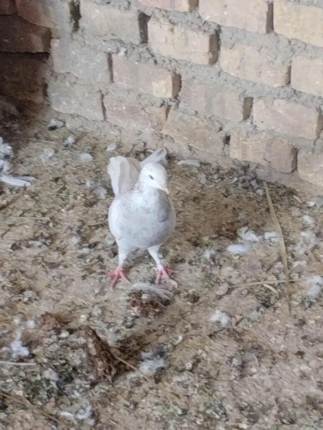 حراج|حراج|اردکان, |دیوار