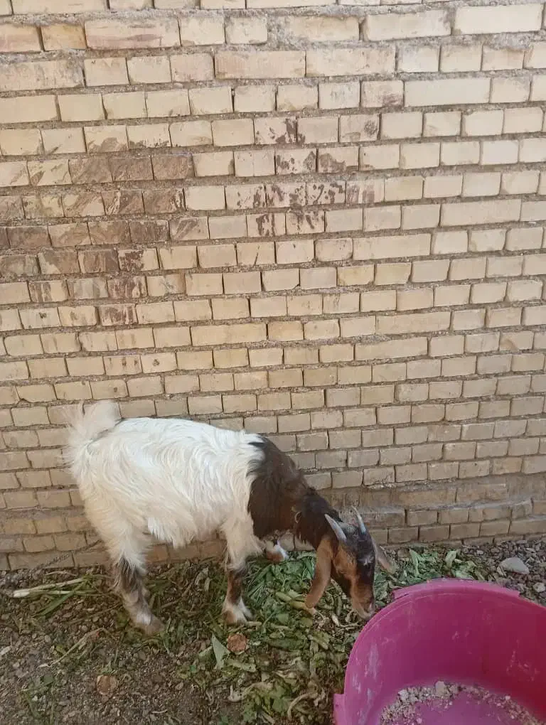 بز صومالی|حیوانات مزرعه|اهواز, کوی مندلی(سه راه خرمشهر)|دیوار