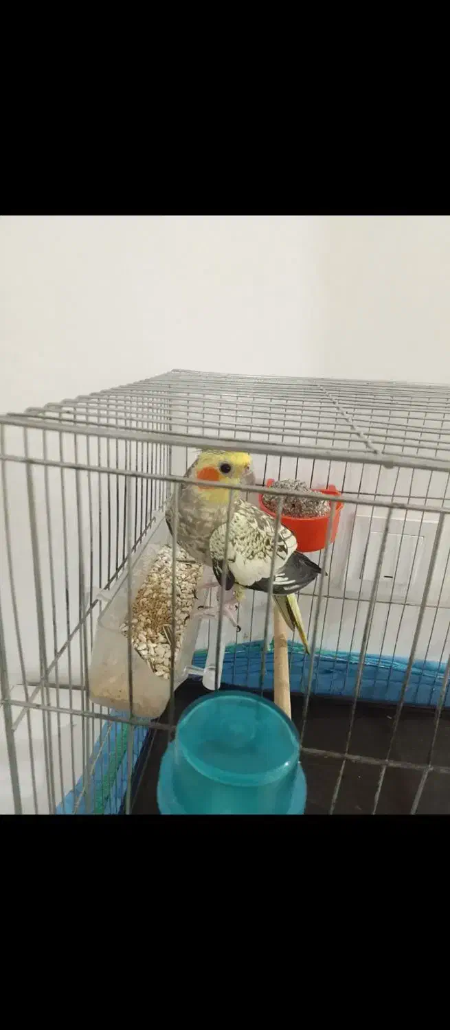 عروس هلندی|پرنده|اهواز, پردیس|دیوار