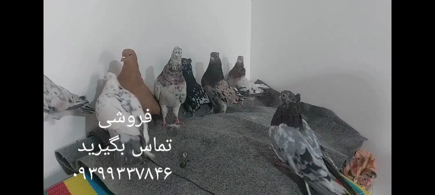 کفتر سرور|پرنده|کمیجان, |دیوار