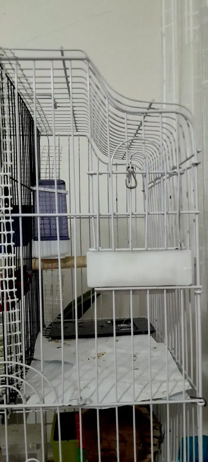 قعس بزرگ و یک جفت کوتوله|پرنده|قم, بوستان علوی|دیوار