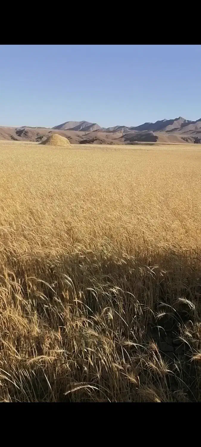 کاه گندم خرمن کوب|حیوانات مزرعه|مشهد, كنويست|دیوار