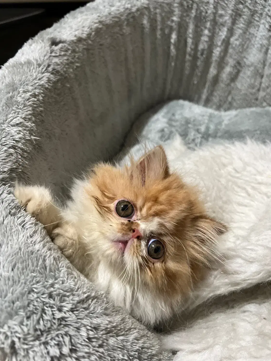 پرشین سوپرفلت دختر|گربه|شیراز, زرهی|دیوار