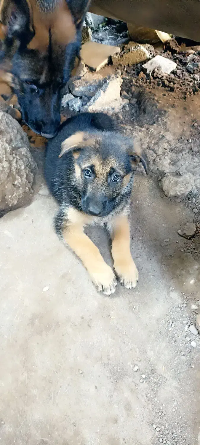 توله ژرمن دو ماهه نر|سگ|رشت, بیجارپس|دیوار