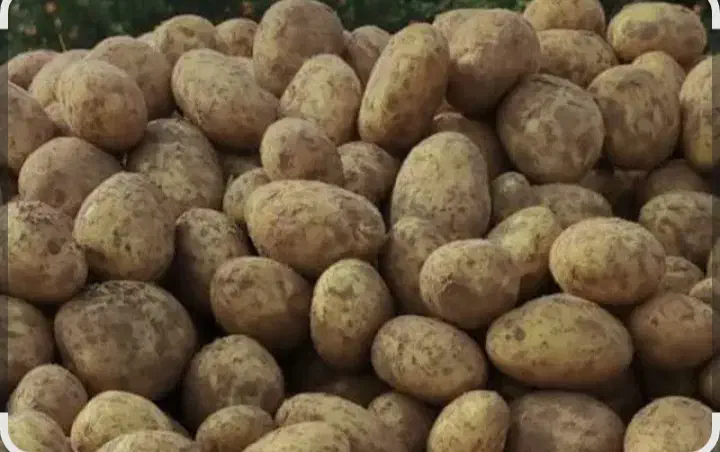 سیب زمینی|عمده‌فروشی|قیدار, |دیوار