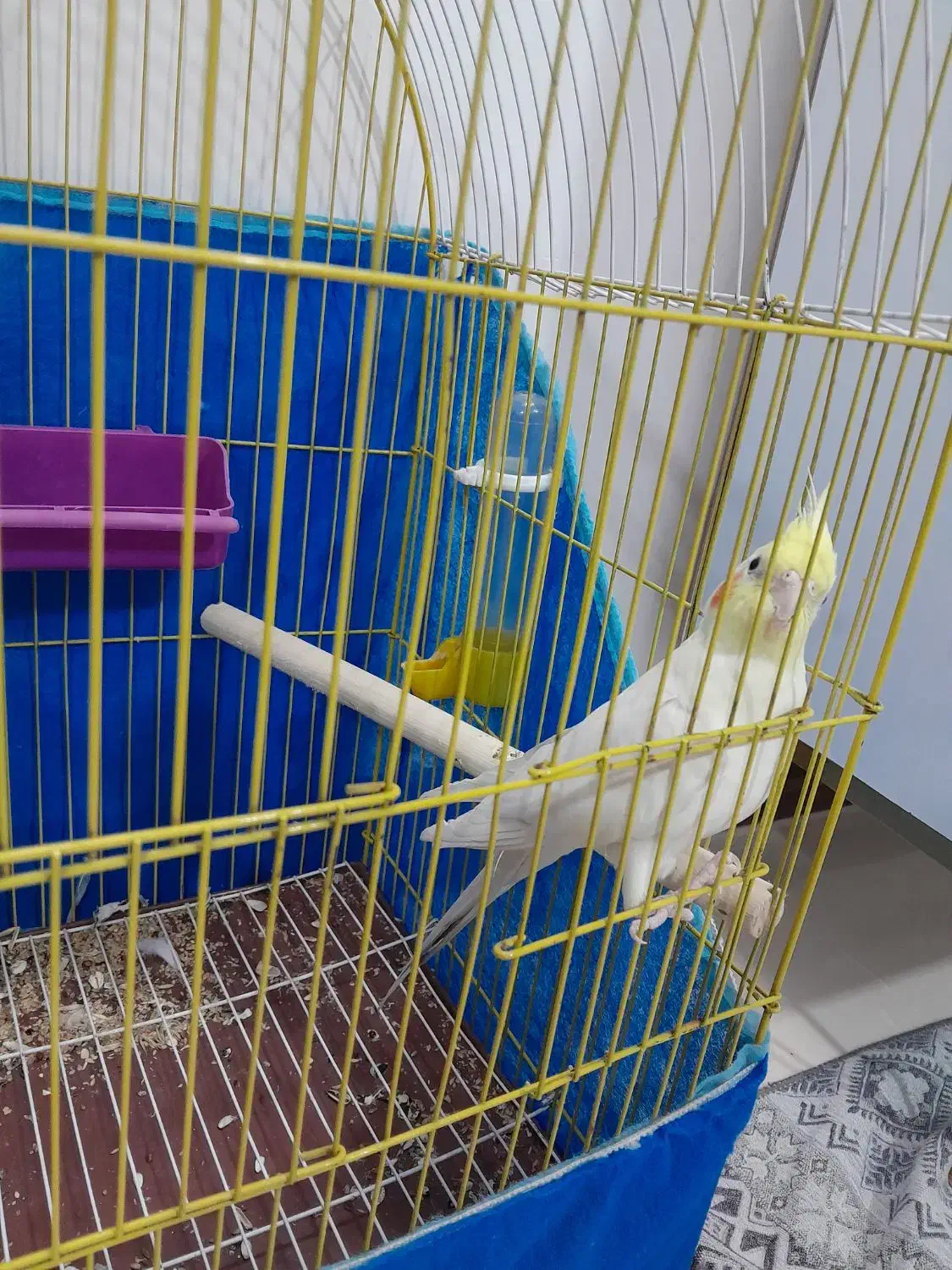 عروس هلندی|پرنده|شاهین‌شهر, گرگاب|دیوار