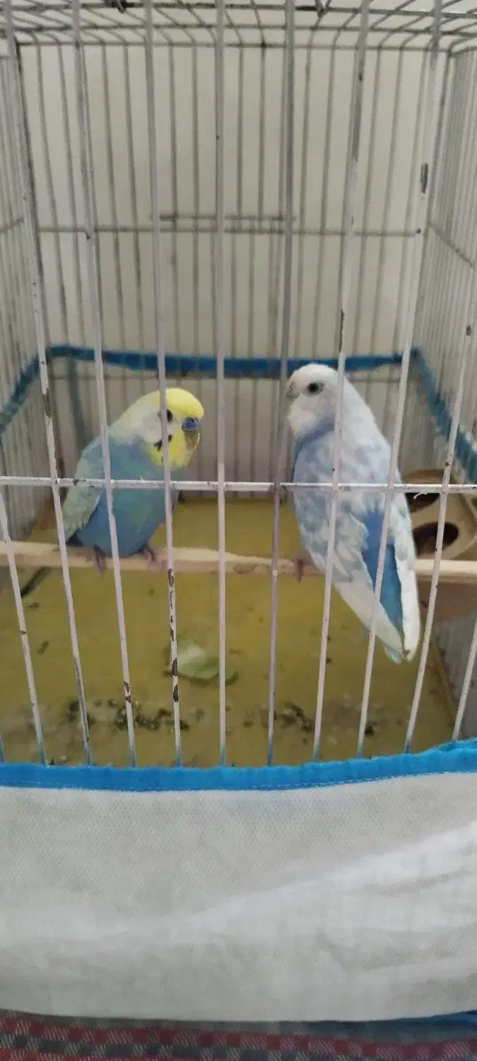 مرغ عشق ماده|پرنده|آستارا, |دیوار