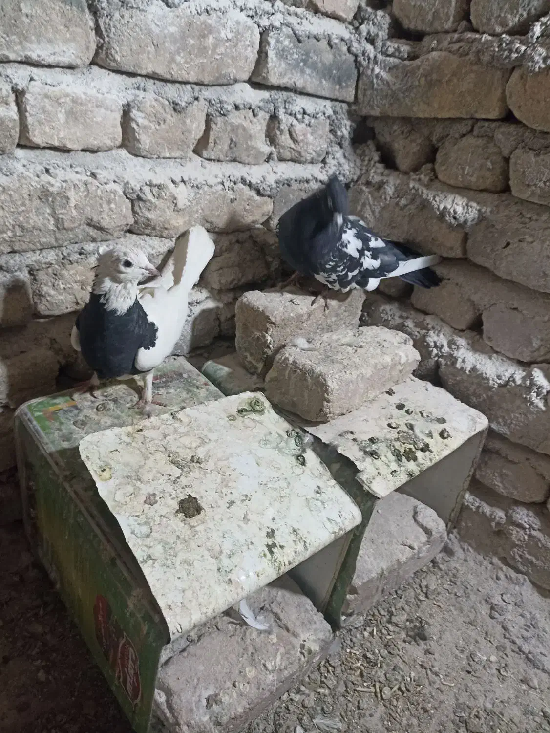 یک جفت کفتر فروشی|پرنده|فردوس (خراسان), |دیوار