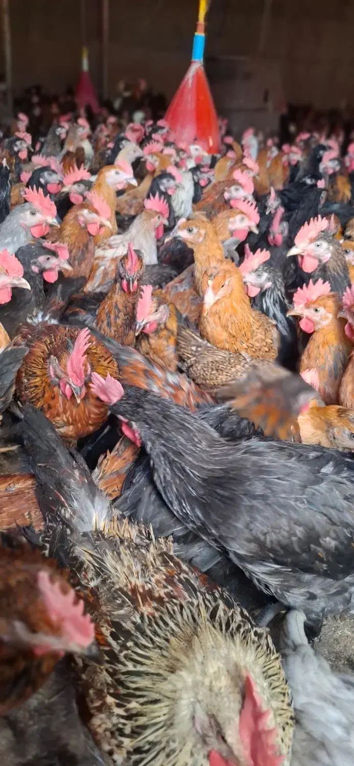 جوجه خروس ومرغ محلی درجه یک|حیوانات مزرعه|مرودشت, محمد آباد|دیوار