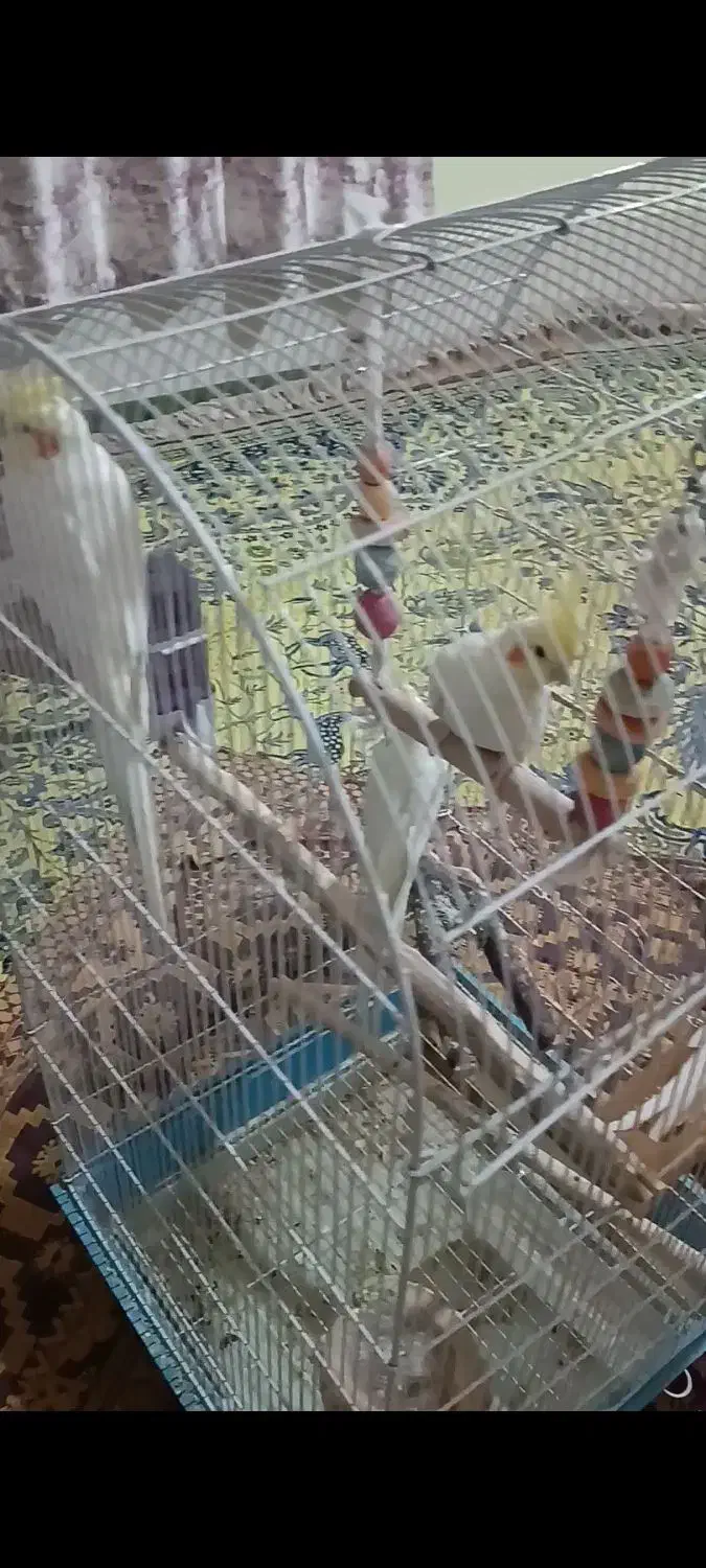 فروش دو جفت عروس هلندی لوتینو خوش نژاد|پرنده|صدرا-فارس, فاز ۱|دیوار