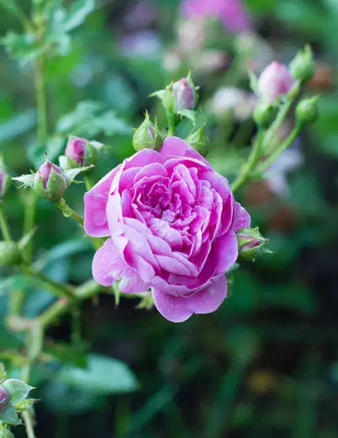 گل محمدی|گل و گیاه طبیعی|بیرجند, |دیوار