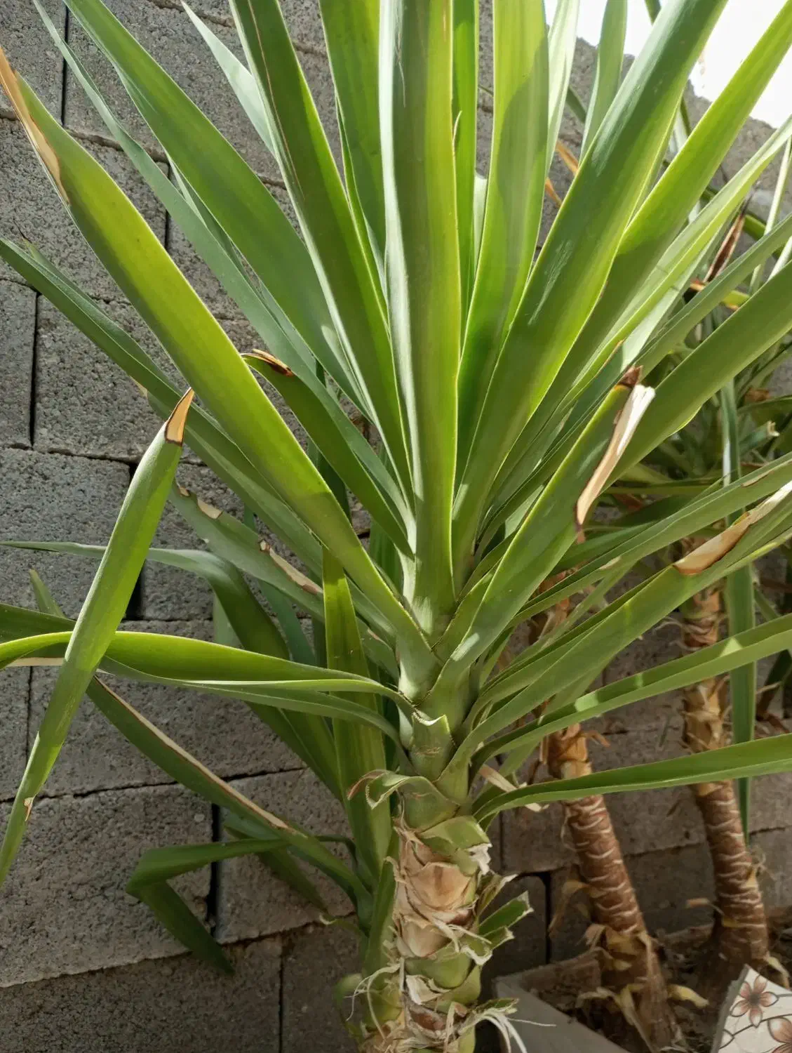 کاکتوس ارزان|گل و گیاه طبیعی|میمند, |دیوار