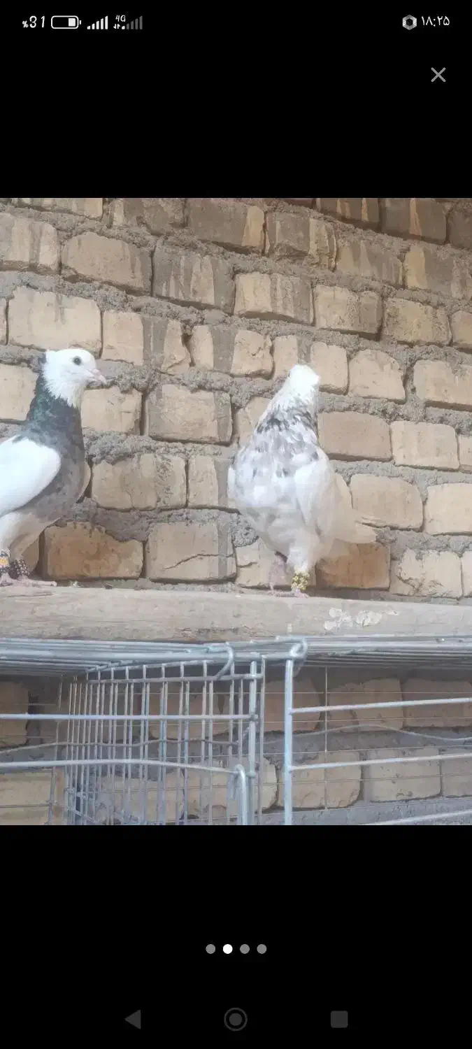 کفتر طوقی|پرنده|حمیدیا, |دیوار