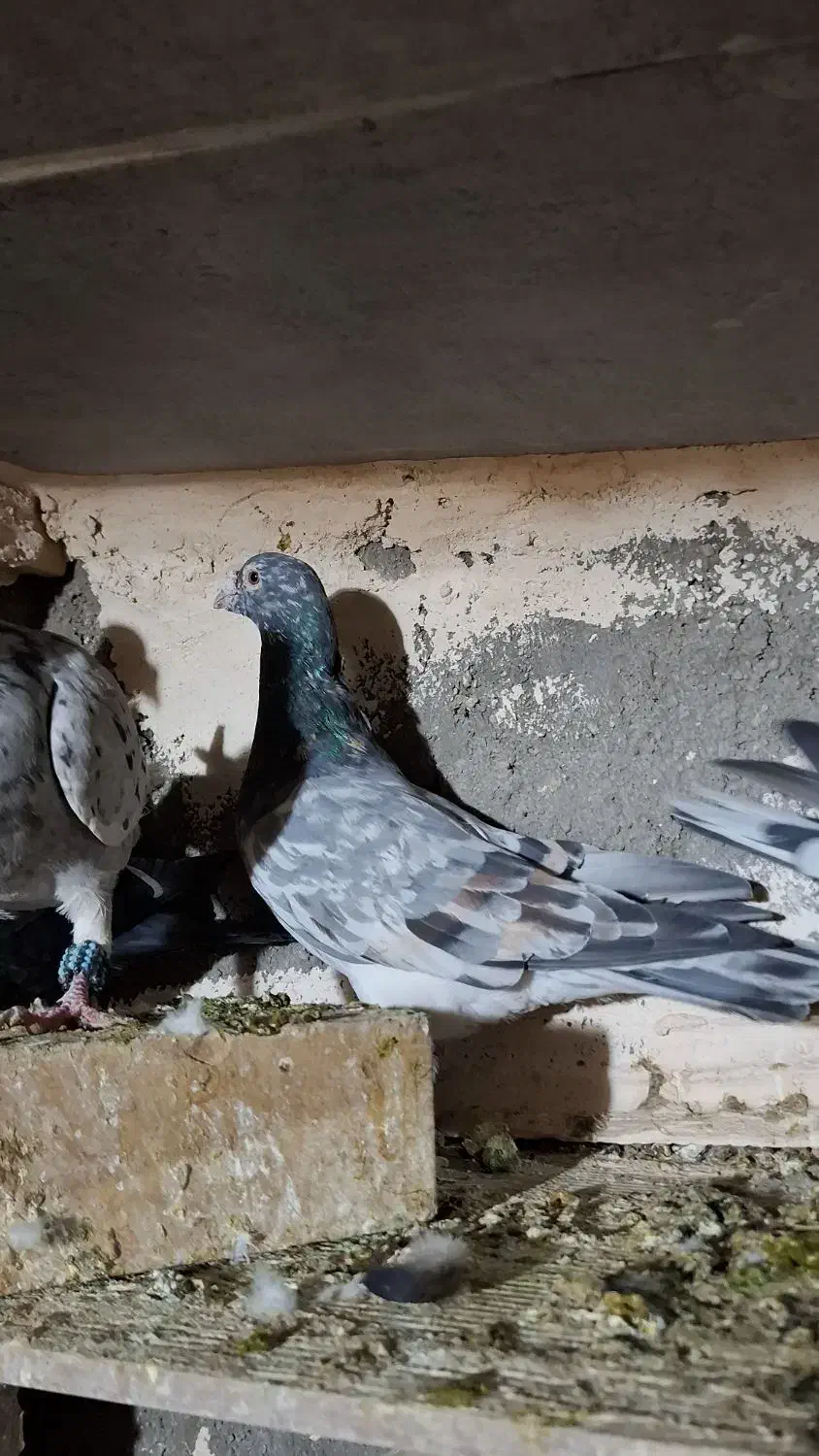 پرشی|پرنده|فیروزه, |دیوار