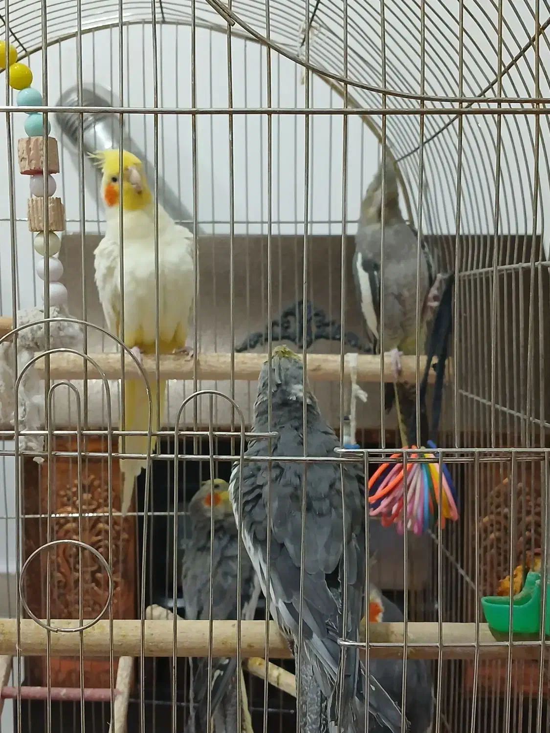 عروس هلندی|پرنده|سلماس, |دیوار