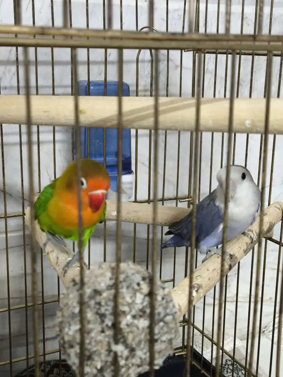 طوطی برزیلی|پرنده|قم, بکایی|دیوار