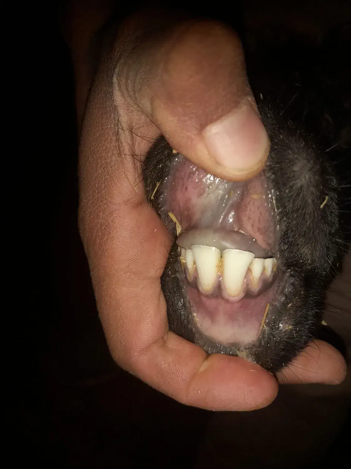 میشی برادر|حیوانات مزرعه|زرندیه, |دیوار