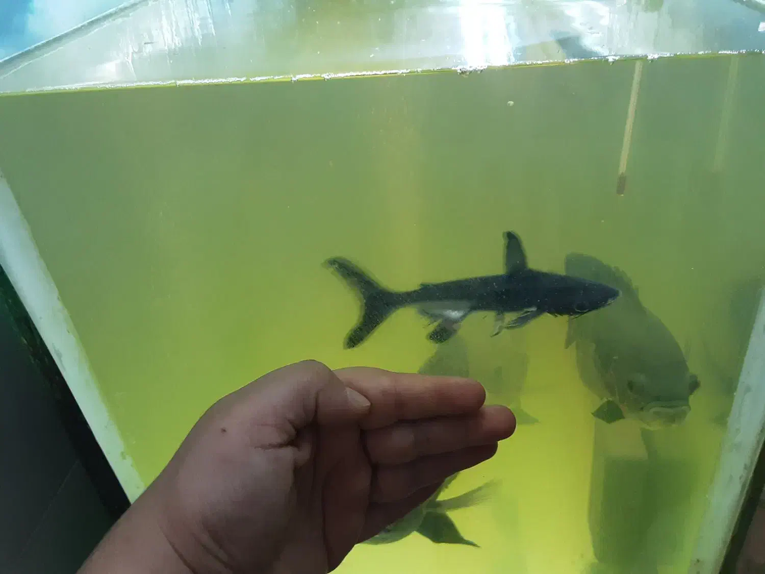 ماهی پنکوسی شکاری|ماهی|ملایر, |دیوار