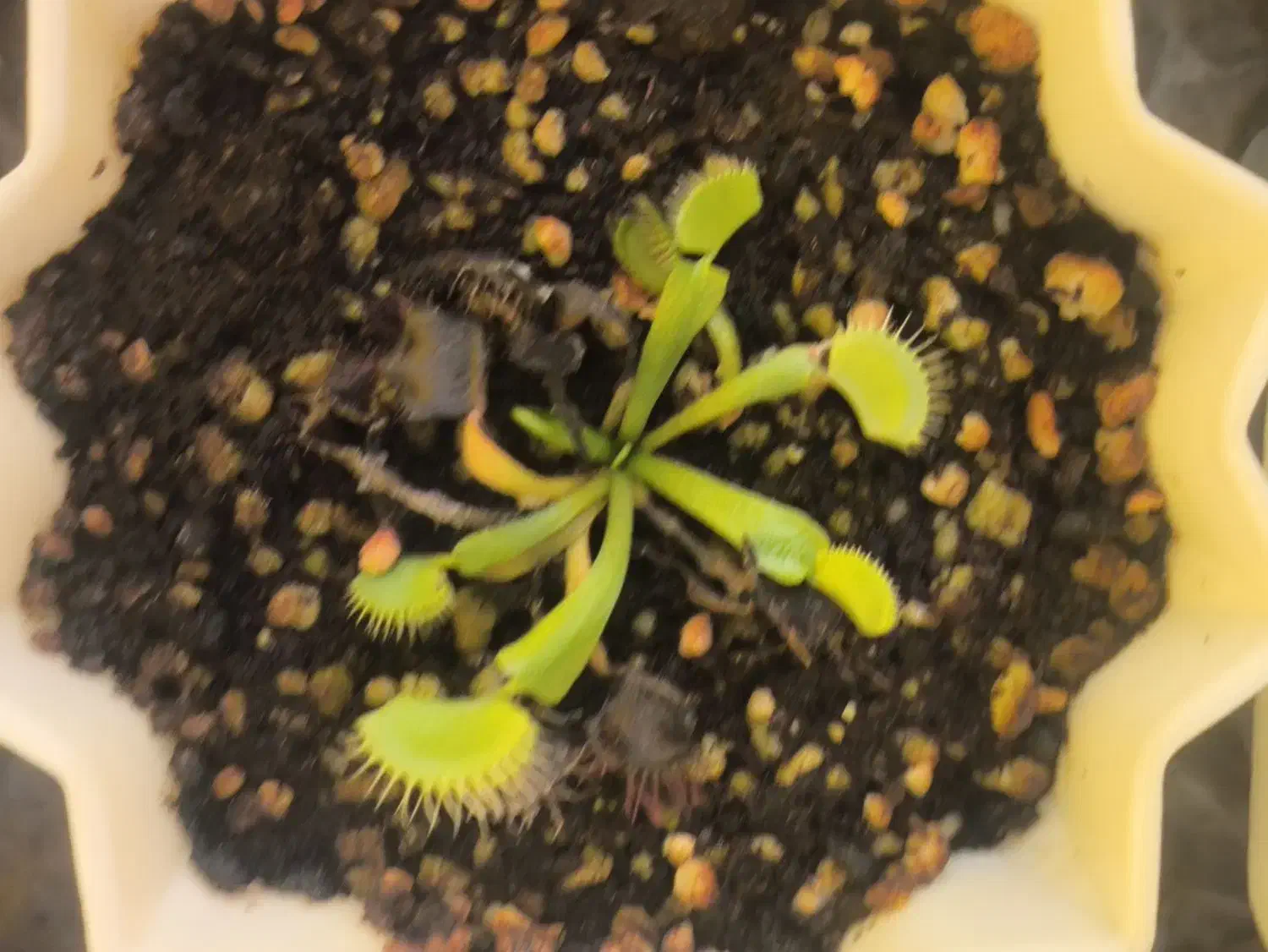 ونوس حشره خوار مناسب خاص پسند ها|گل و گیاه طبیعی|سامان, |دیوار