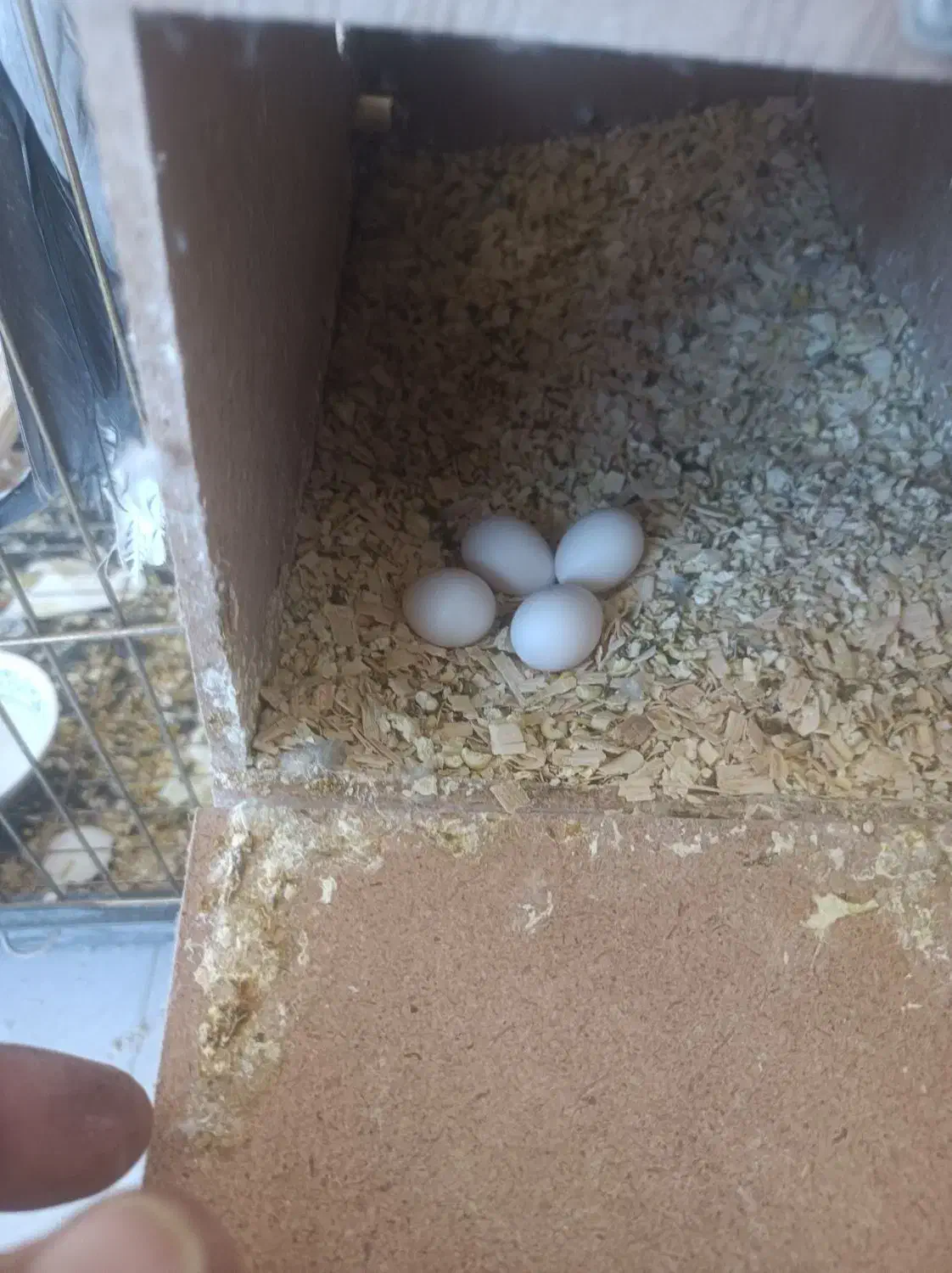 عروس هلندی معاوضه با سهره یا قناری|پرنده|فردیس, فردیس|دیوار