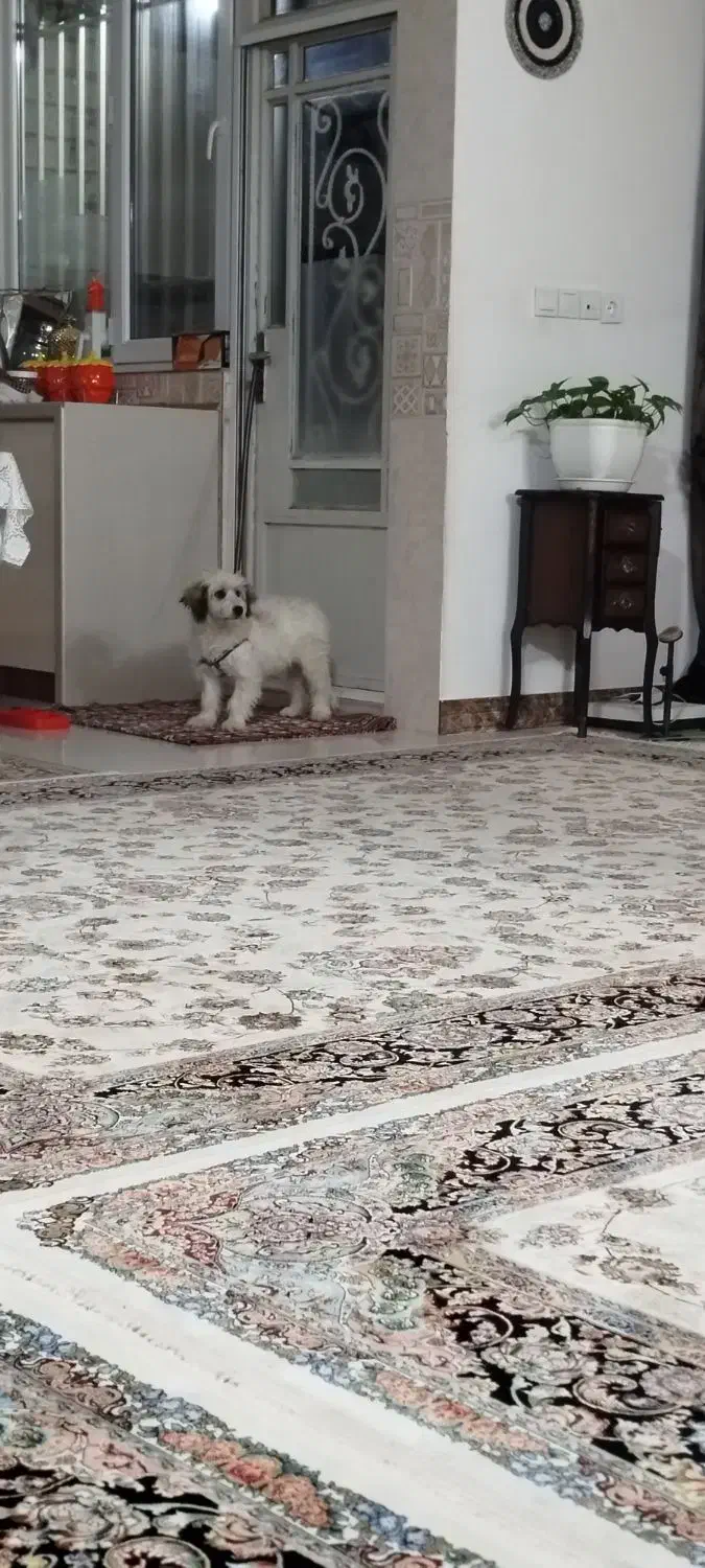 واگذاری سگ|سگ|بروجرد, |دیوار