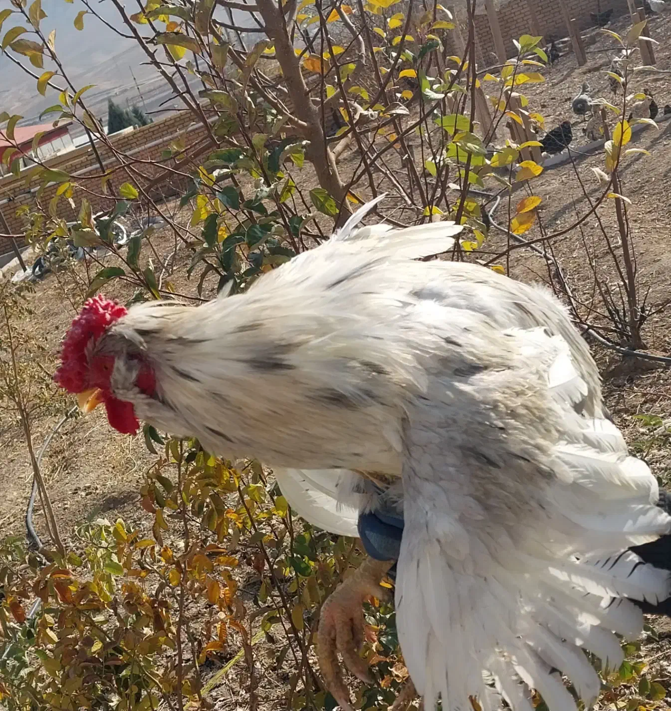 خروس گلین فروشی|حیوانات مزرعه|خوانسار, |دیوار