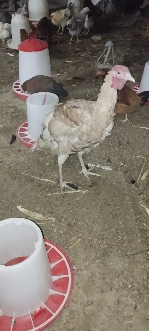 تخم بوقلمون و مرغ|حیوانات مزرعه|بندرعباس, |دیوار