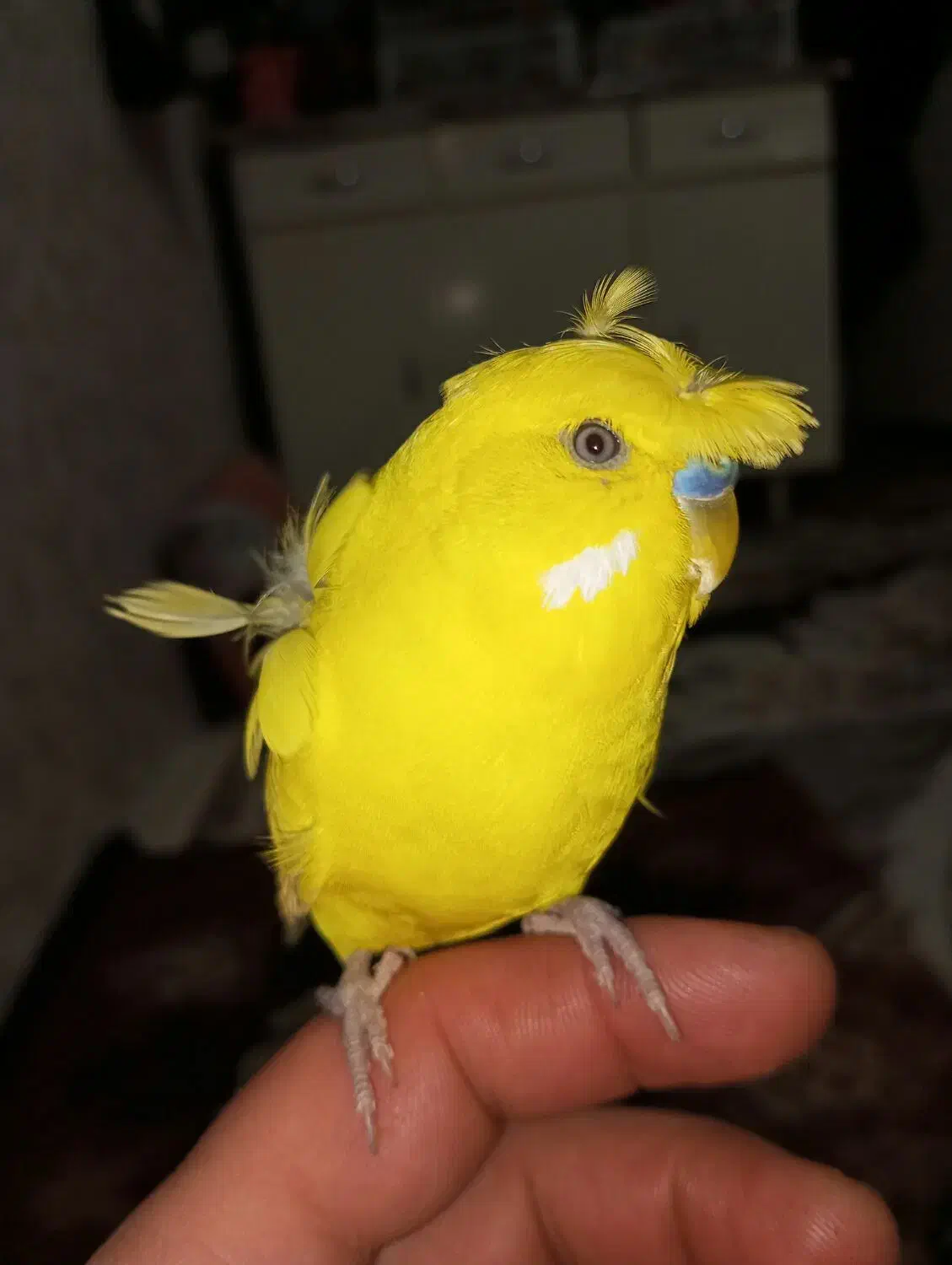 مرغ عشق کاکلی سخنگو 20کلمه معاوضه با قناری مولد|پرنده|تبریز, |دیوار