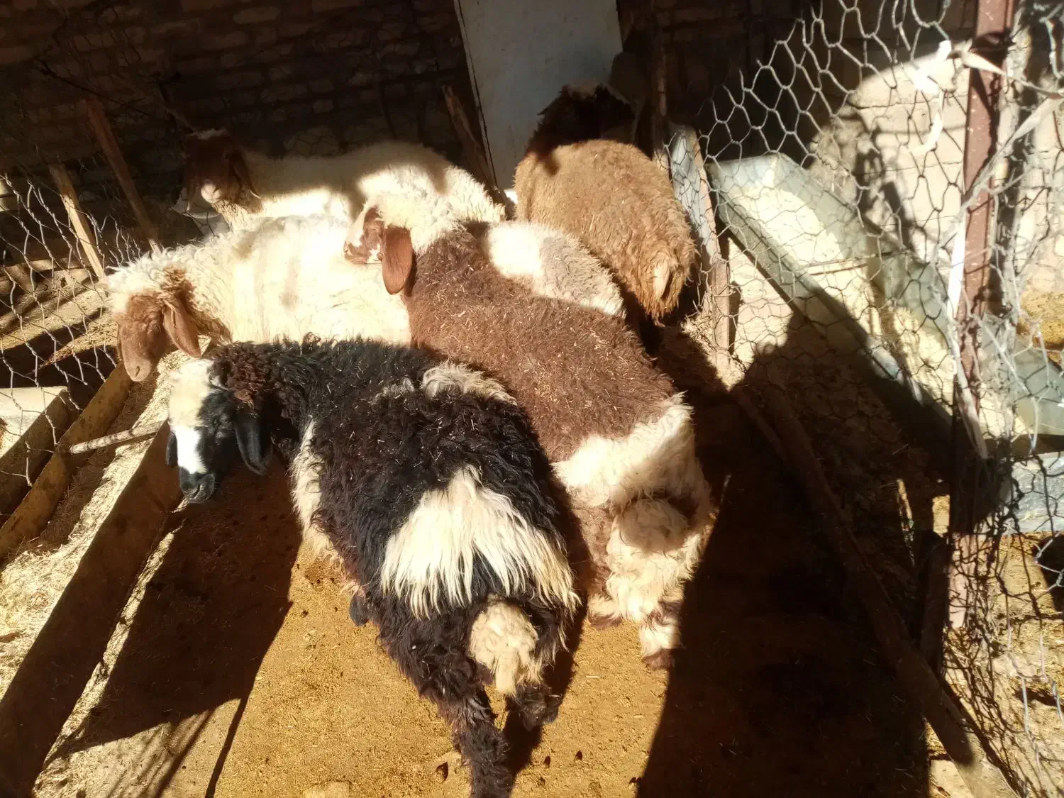 بره|حیوانات مزرعه|اسلام‌‌آباد غرب, |دیوار