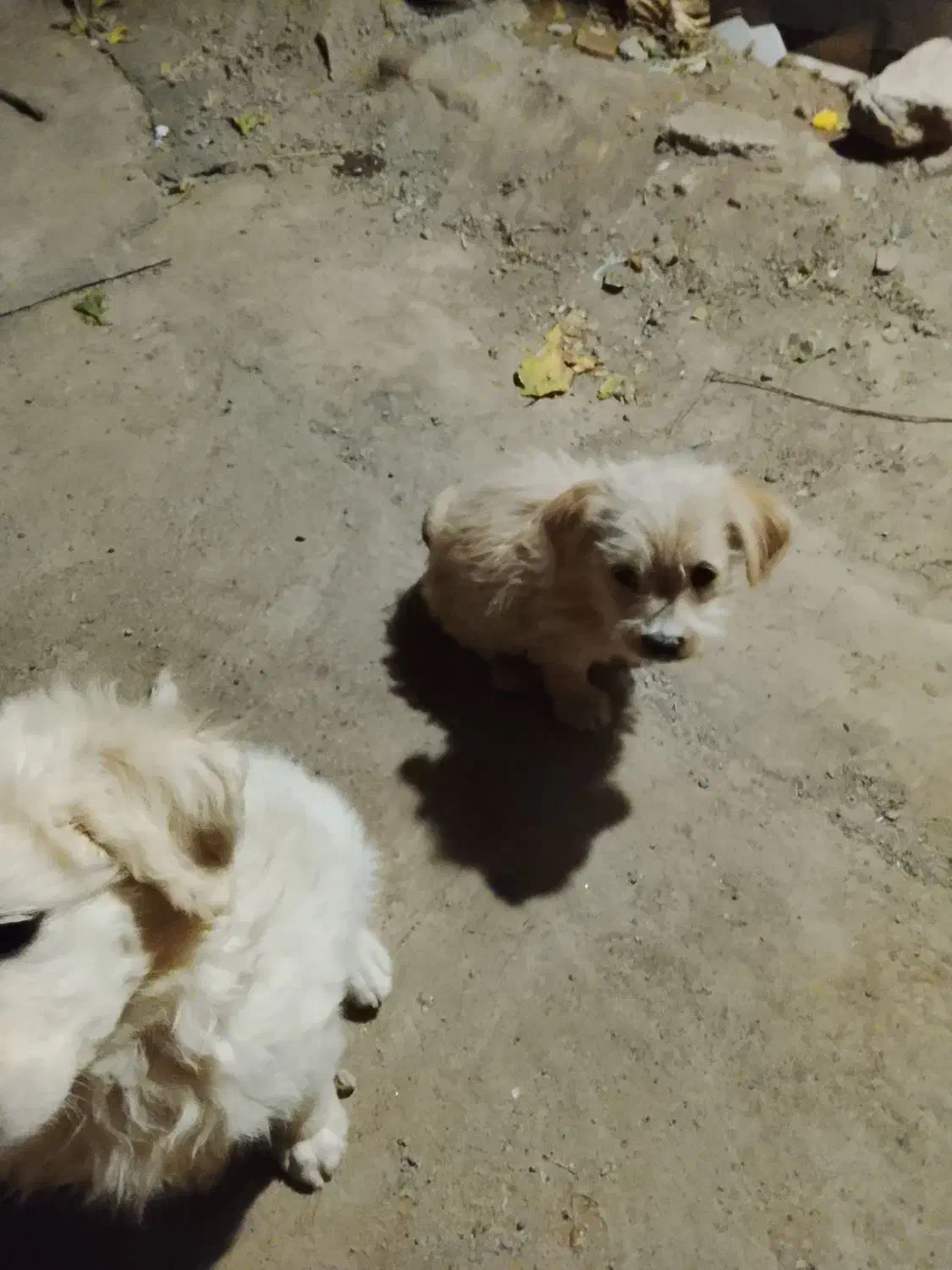 دو عدد توله سگ شیتوز|سگ|سبزوار, شرق کال میانی|دیوار