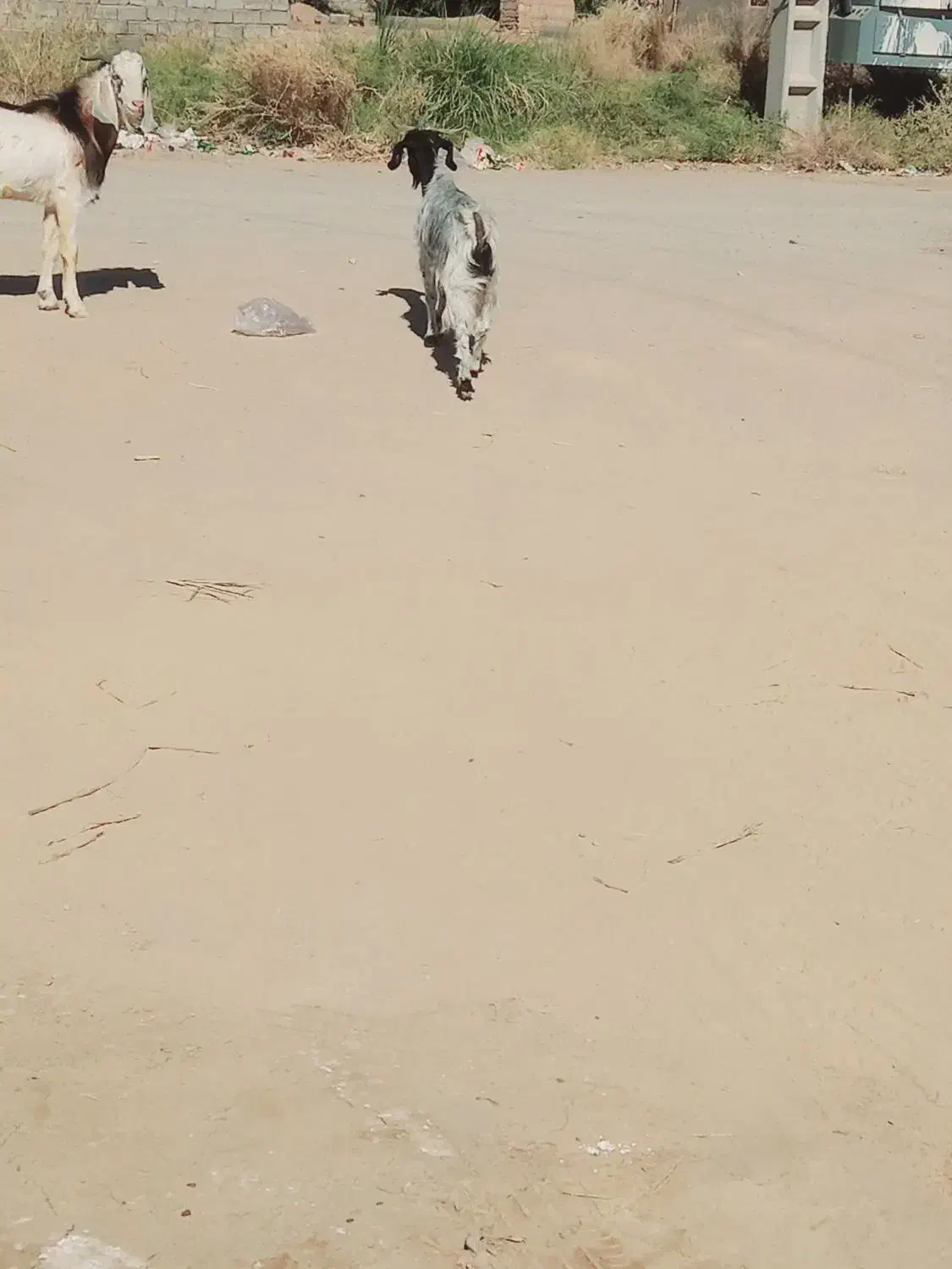 بز اوست فروشی ریگان|حیوانات مزرعه|بم, |دیوار