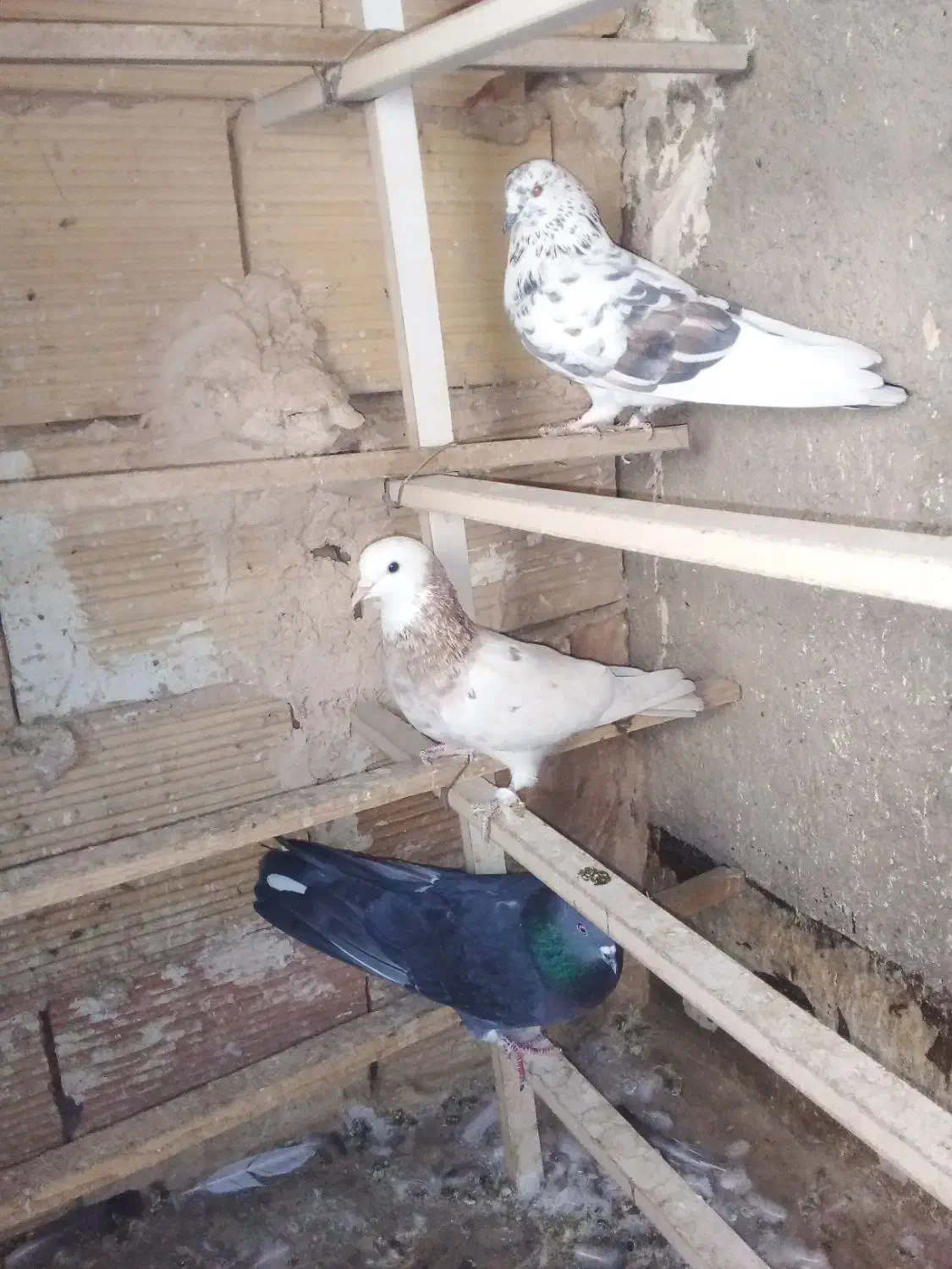 کفتر پرشی|پرنده|خاوران, |دیوار