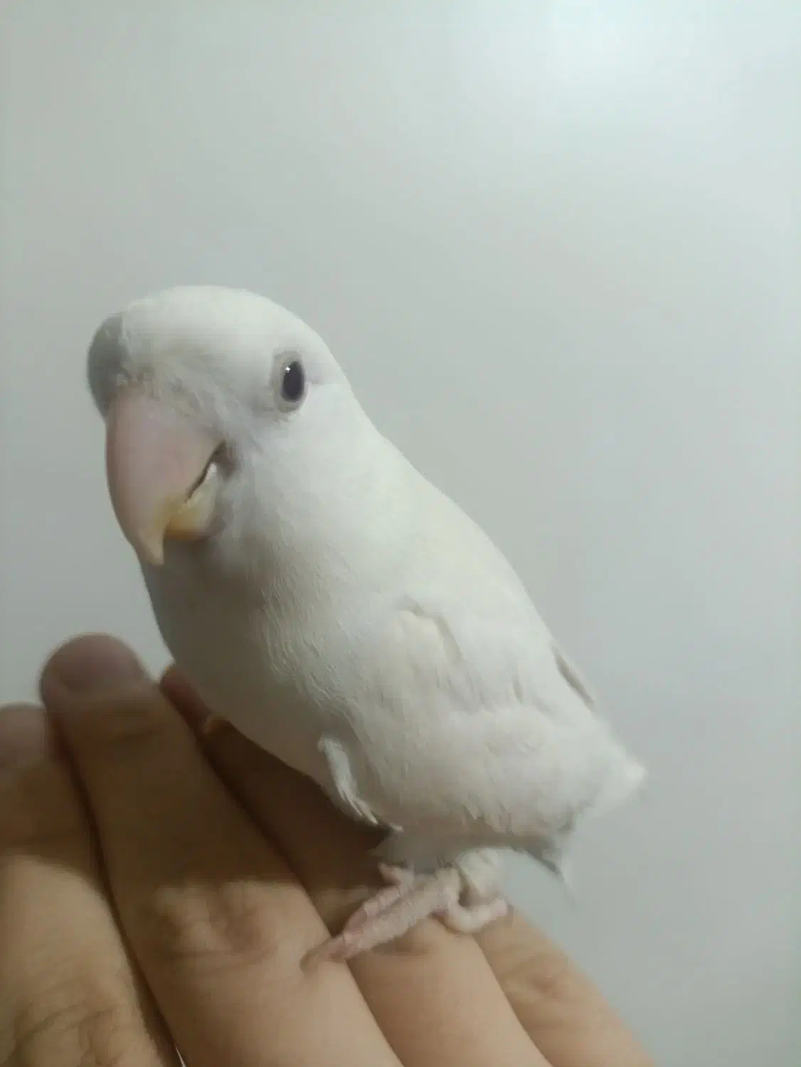 طوطی برزیلی سفید|پرنده|پاکدشت, خاتون آباد|دیوار