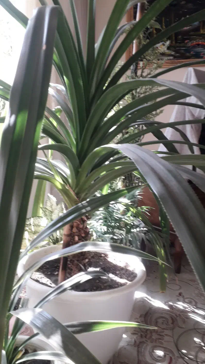 گل پانداتوس|گل و گیاه طبیعی|گلبهار, شهر جدید گلبهار|دیوار